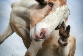 Common Goat Hoof Problems